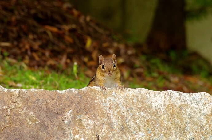 Chipmunk