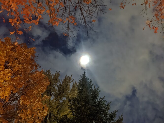 PXL_20221015_113228468.NIGHT