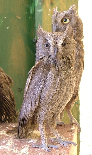 Otus_scops_ab_cropped