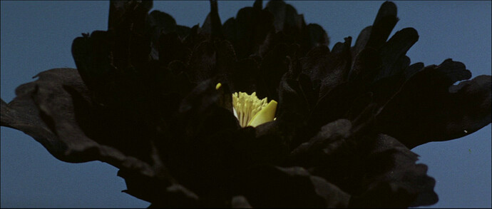 vlcsnap-2021-04-29-13h25m53s863