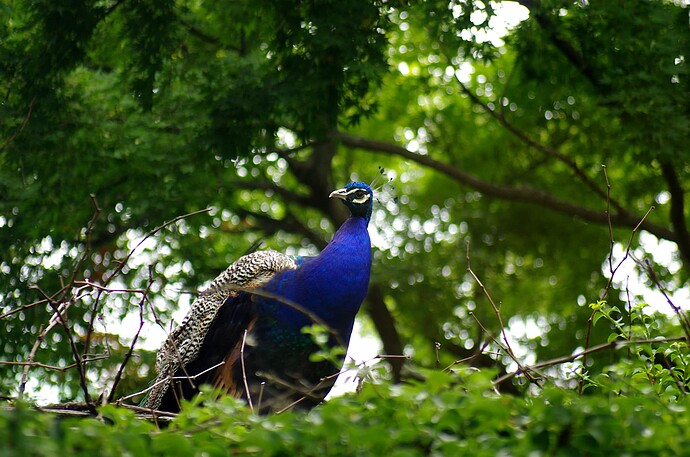 Peacock1