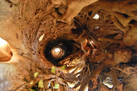 Strangler_fig_inside