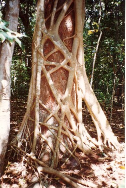 Ficus_watkinsiana_on_Syzygium_hemilampra-Iluka