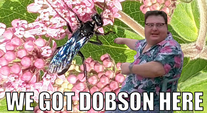 DobsonWasp