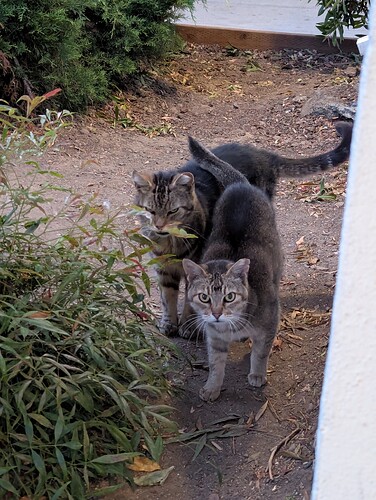 PXL_20250717_033449756.MP