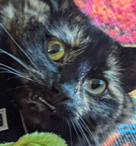 Screenshot_20241210-151741