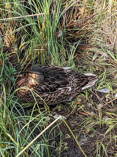 PXL_20230826_001753317.MP