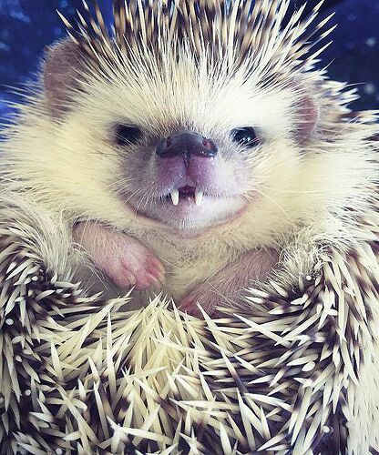 hedgehog-1-d79664af1a894f2eb11b78cd6f52e41e