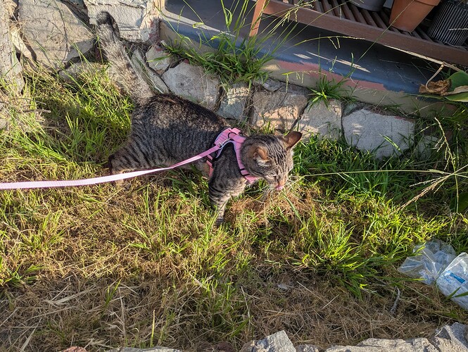 PXL_20250530_011040980.MP