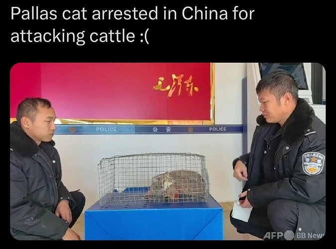 Screenshot_20250112_174139_X