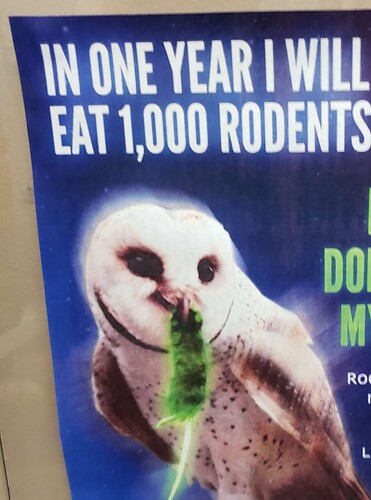 rodents