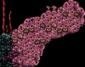 ancientchozocoral